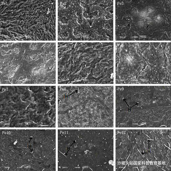 沙漠衛士胡楊 葉子的生存智慧與日用百貨的啟示